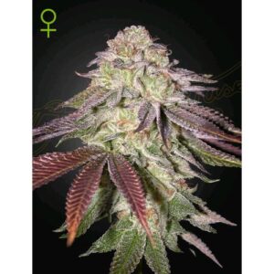 GREEN HOUSE - SUGARLATO AUTO - 1 seme