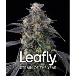 BARNEY'S FARM - SUPER BOOF Fem - Leafly strain of the year - 10 semi