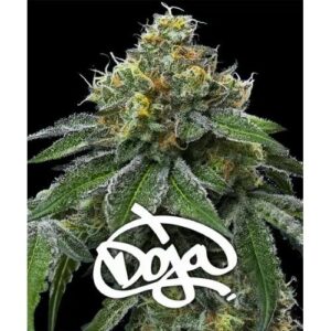 BARNEY'S FARM - RS11 x BANANA OG - Doja Exclusive - 10 semi