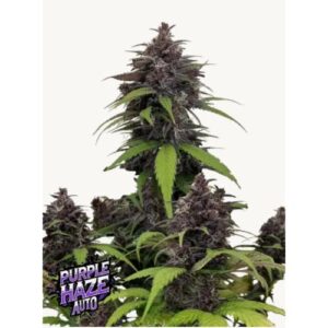 FAST BUDS - PURPLE HAZE AUTO - 5 semi