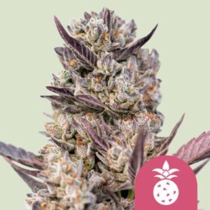 ROYAL QUEEN SEEDS - TROPICANA COOKIES PURPLE FEM - 5 semi