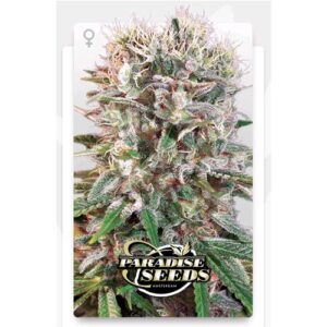 PARADISE SEEDS - WAPPA FEM - 10 semi