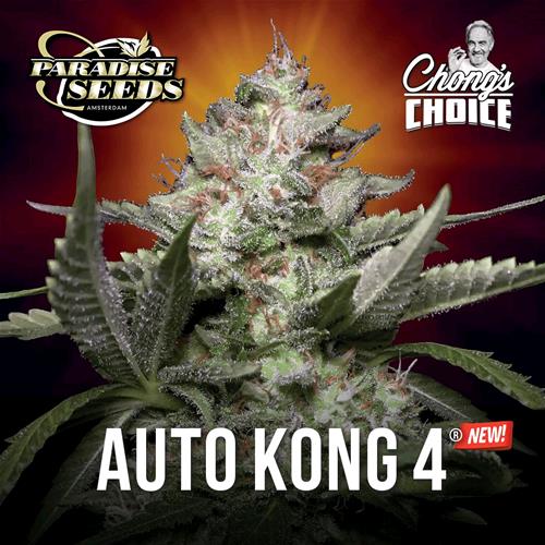 PARADISE SEEDS - AUTO Kong4 - 5 semi
