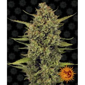 BARNEY'S FARM - Acapulco Gold fem.  -1 seme