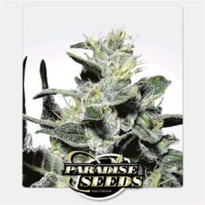 PARADISE SEEDS - NEBULA FEM - 10 semi