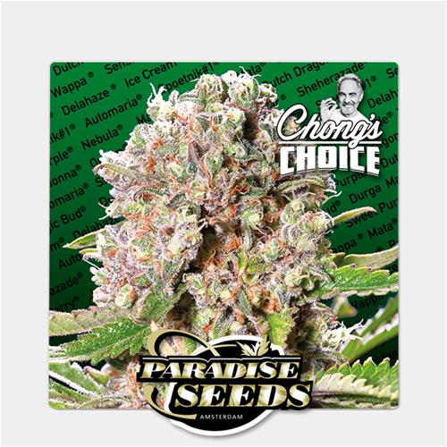 PARADISE SEEDS - MENDOCINO SKUNK - Chong's Choice - 10 semi