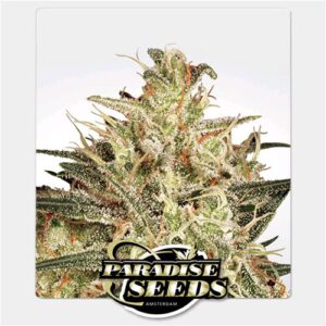 PARADISE SEEDS - ATOMICAL HAZE FEM - 10 semi