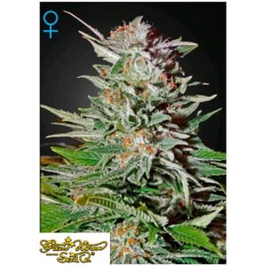 GREEN HOUSE - SUPER LEMON HAZE AUTO - 1 seme