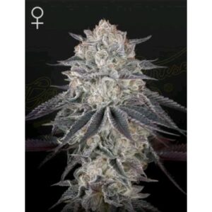 GREEN HOUSE - MILKY DREAMS - 3 semi