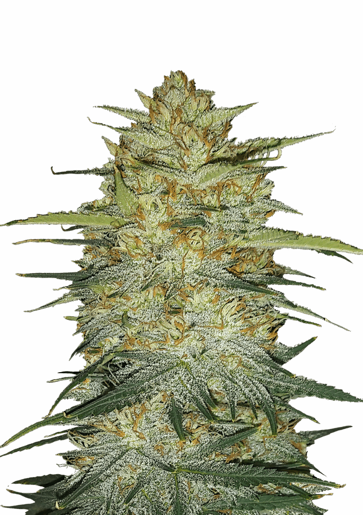 FAST BUDS - OG KUSH AUTO - 1 seme