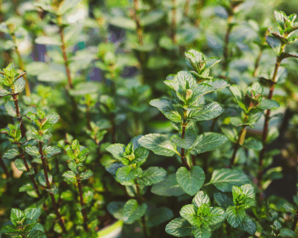Menta Piperita - immagine 3