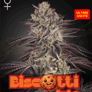 GREEN HOUSE - BISCOTTI AUTO - 1 seme