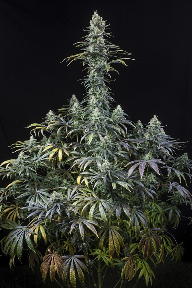 DINAFEM - Early Amnesia CBD fem. - 1 seme