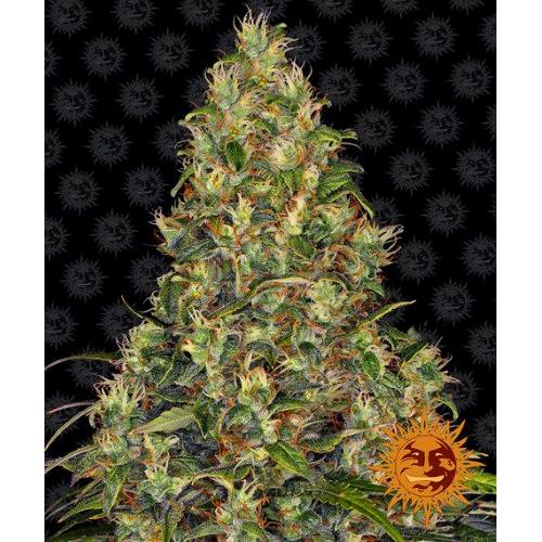 BARNEY'S FARM - AMNESIA HAZE AUTO fem. - 3 semi