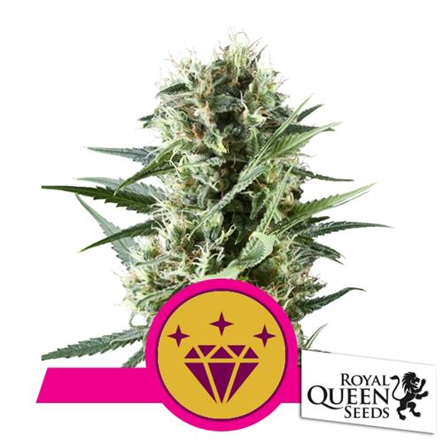 ROYAL QUEEN SEEDS - Special Kush #1 FEM - 3 semi (LA PIÙ ECONOMICA)