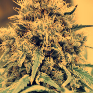 SEEDSALAD - Auto Amnesia Lemon fem. - 3 semi