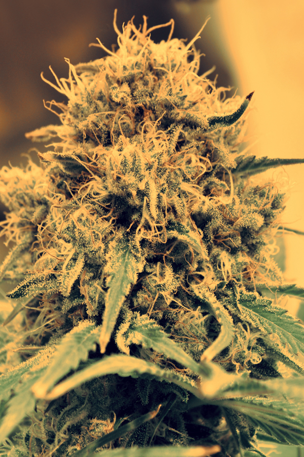 SEEDSALAD - Auto Amnesia Lemon fem. - 1 seme