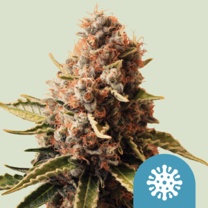 DINAFEM - Amnesia CBD Fem.- 5 semi