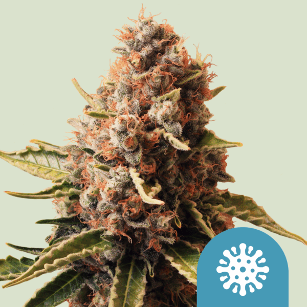ROYAL QUEEN SEEDS - Euphoria CBD Fem. - 1 seme