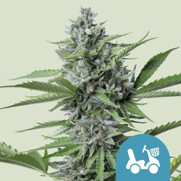 ROYAL QUEEN SEEDS - Fast Eddy CBD Auto - 1 seme