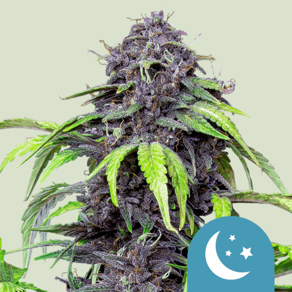 ROYAL QUEEN SEEDS - Purplematic CBD Auto - 3 semi