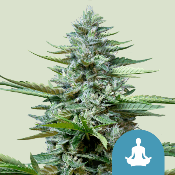 ROYAL QUEEN SEEDS - Stress Killer CBD Auto - 1 seme
