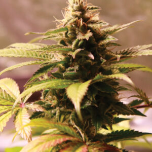 SEEDSALAD - Auto Banana Gelato (USA Strain) - 3 semi