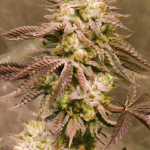 SEEDSALAD - Auto Gorilla Skit fem. (USA Strain) - 3 semi