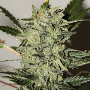 SEEDSALAD - Auto AK XXL fem. - 3 semi