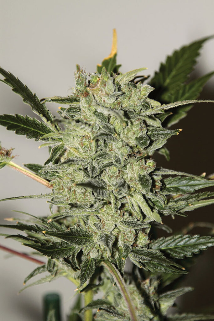 SEEDSALAD - Auto AK XXL fem. - 1 seme