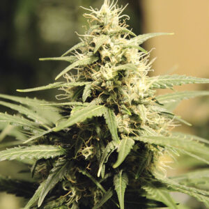 SEEDSALAD - Auto Super Skunk - 3 semi