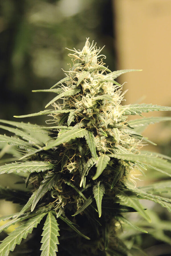 SEEDSALAD - Auto Super Skunk - 3 semi