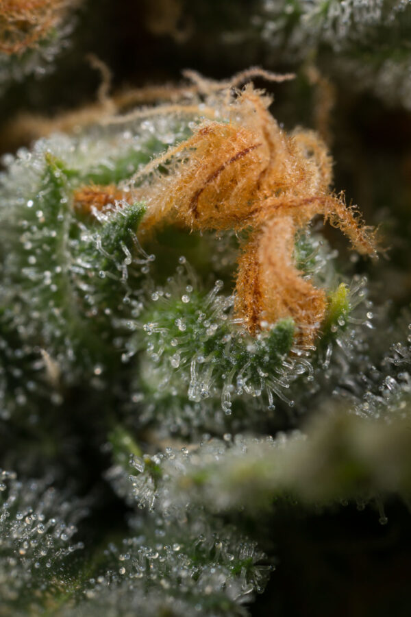 DINAFEM - Amnesia CBD Fem.- 5 semi - immagine 2