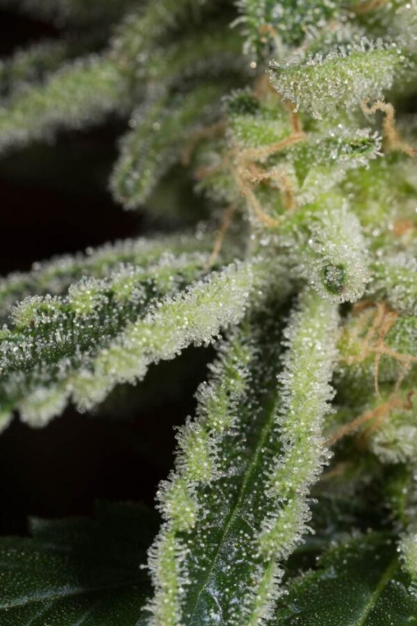 DINAFEM - Amnesia CBD Fem.- 5 semi - immagine 3