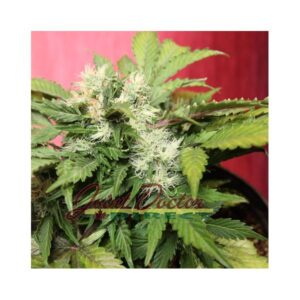 JOINT DOCTOR - BETTY BOO AUTO fem. - 3 semi