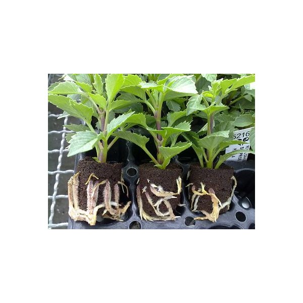 EAZY PLUG - VASSOIO 77 - Cubetti da germinazione 3.5x3.5 cm. - immagine 3