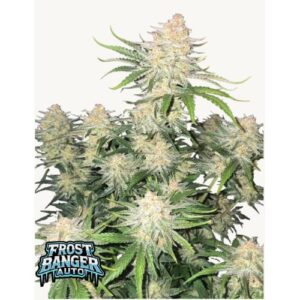 FAST BUDS - FROSTBANGER AUTO - 1 seme