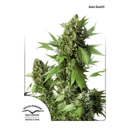 DUTCH PASSION - DUCK AUTO - 3 semi