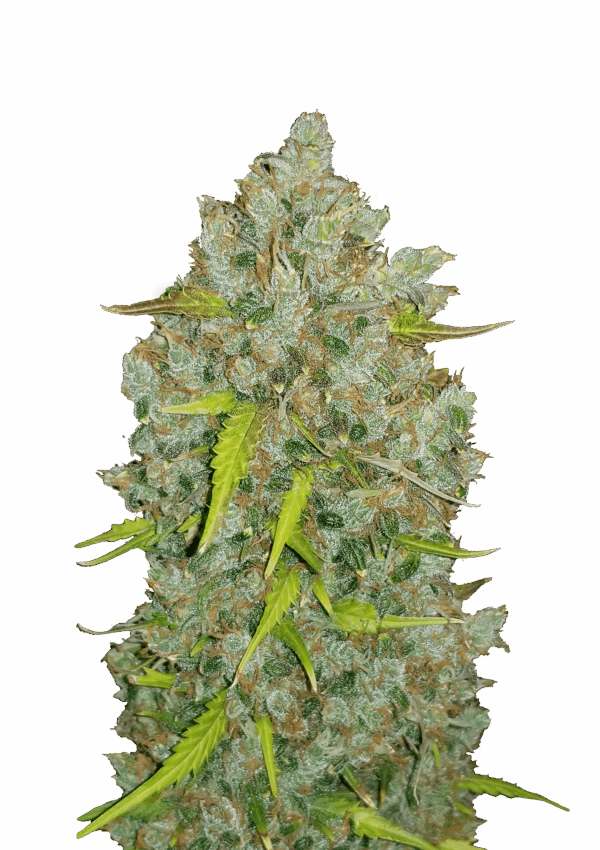 FAST BUDS - Original BUBBLEGUM AUTO - 1 seme