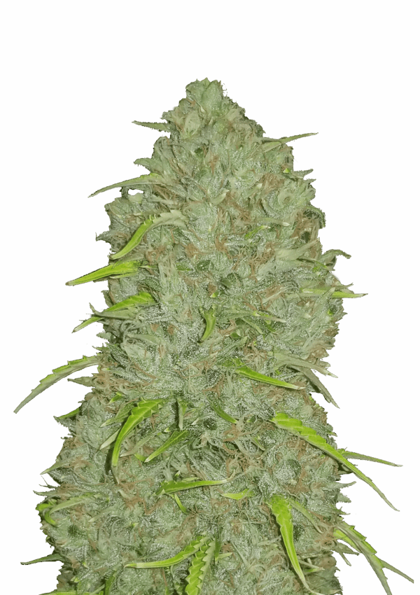 FAST BUDS - Original JACK HERER AUTO - 1 seme