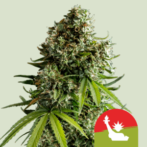 ROYAL QUEEN SEEDS x TYSON 2.0 - NYC Sour D Auto - 1 seme