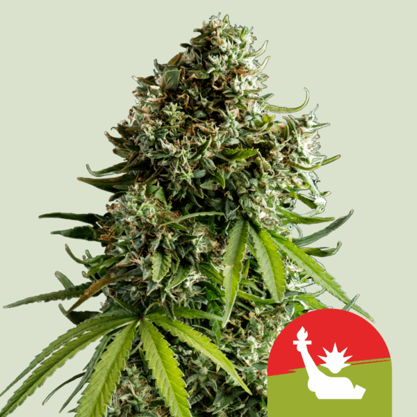 ROYAL QUEEN SEEDS x TYSON 2.0 - NYC Sour D Auto - 1 seme