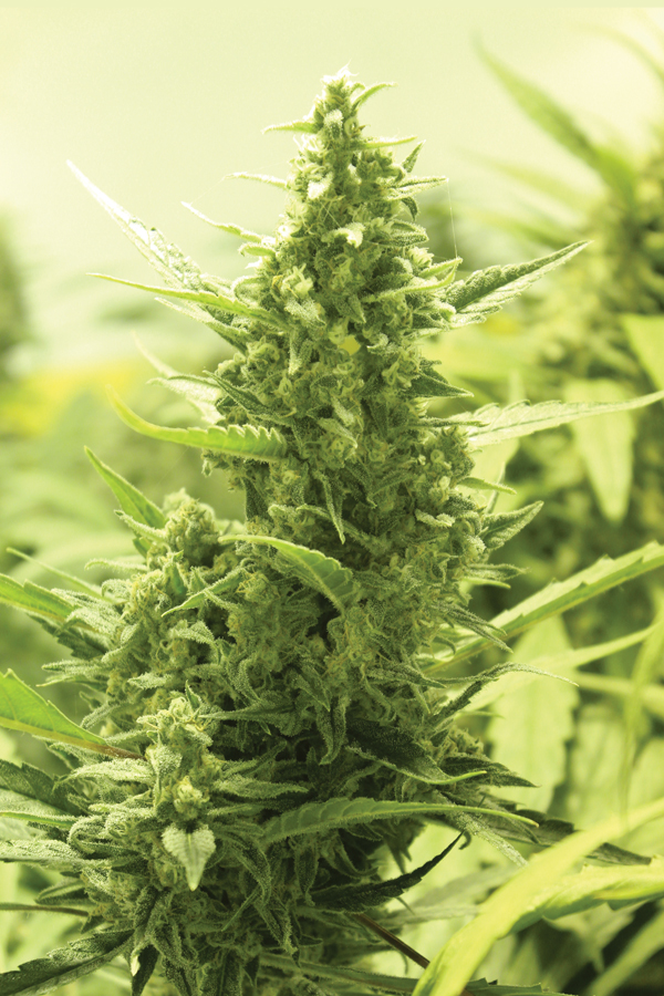 SEEDSALAD - Auto Critical fem. - 1 seme