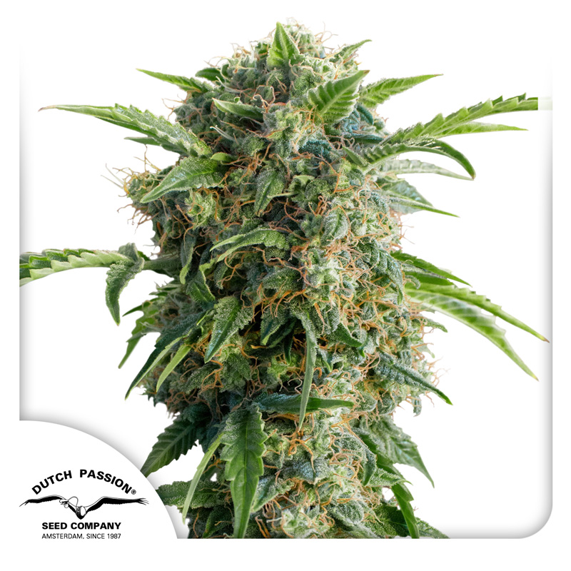 DUTCH PASSION - AUTO DAIQUIRI LIME Fem. - 1 seme