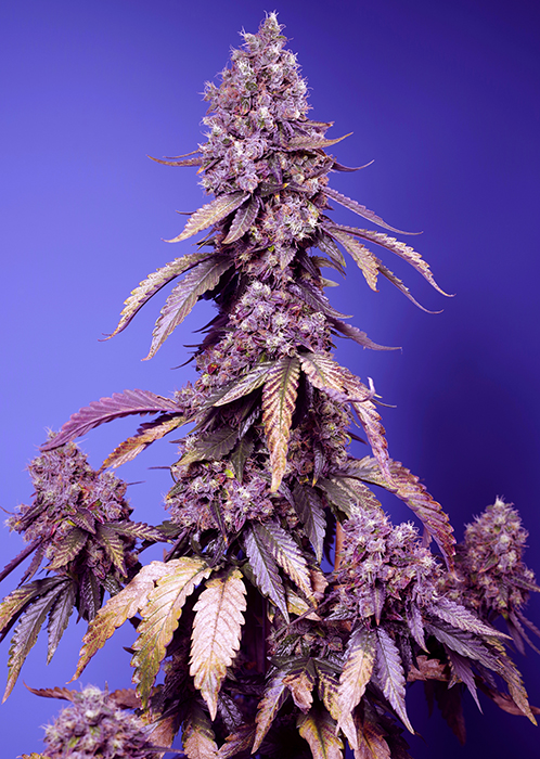 SWEET SEEDS - BLACK MUFFIN F1 - Fast Version Fem. - 25 semi