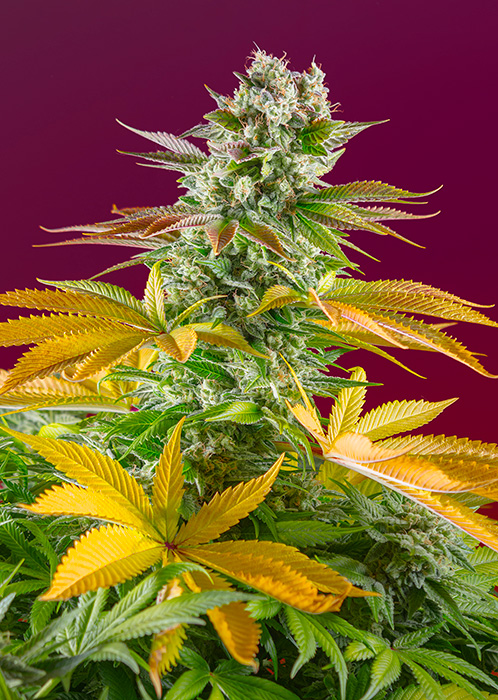 SWEET SEEDS - GORILLA GIRL F1 - Fast Version Fem. - 25 semi