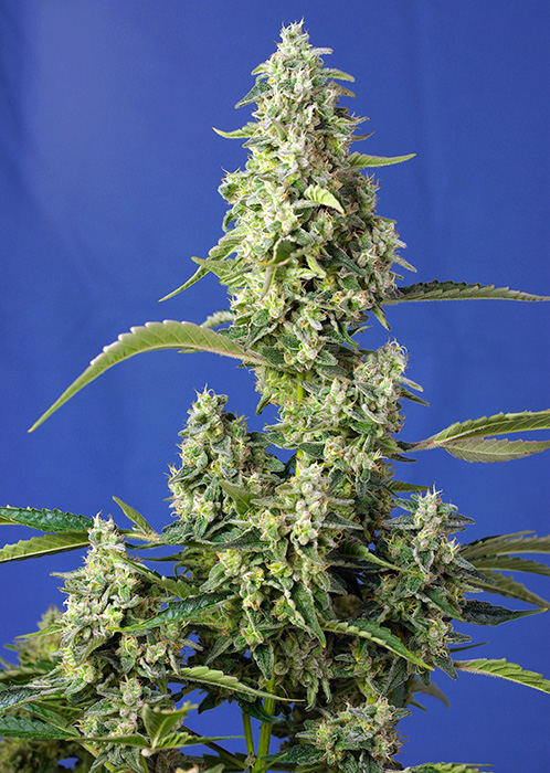 SWEET SEEDS - GORILLA GIRL XL AUTO Fem. - 25 semi