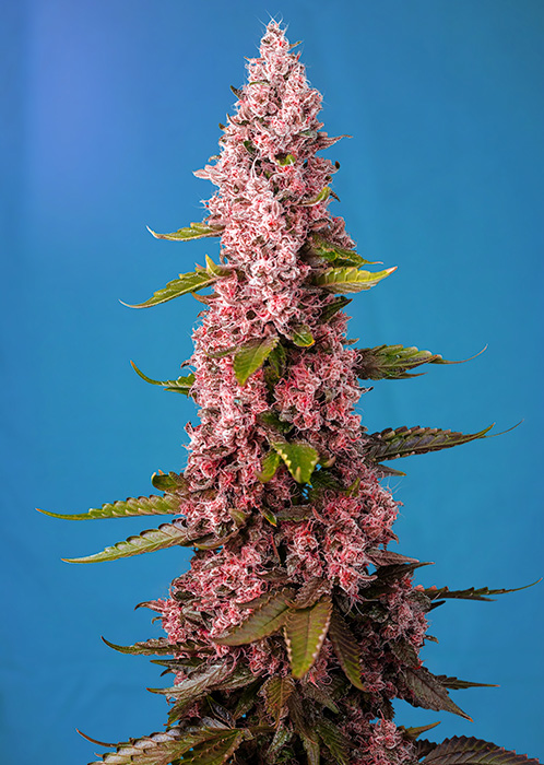 SWEET SEEDS - RED HOT COOKIES Fem. - 25 semi