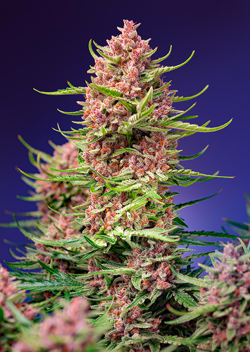 SWEET SEEDS - STRAWBERRY COLA SHERBET F1 - Fast Version Fem. - 25 semi