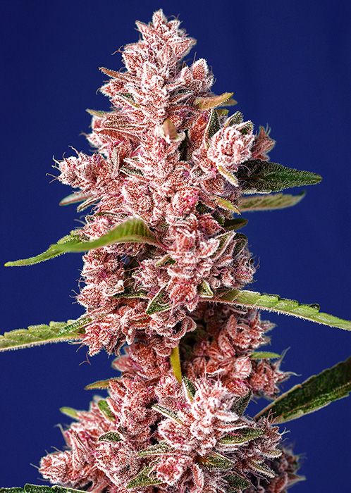 SWEET SEEDS - TROPICANNA POISON F1 - Fast Version Fem. - 25 semi